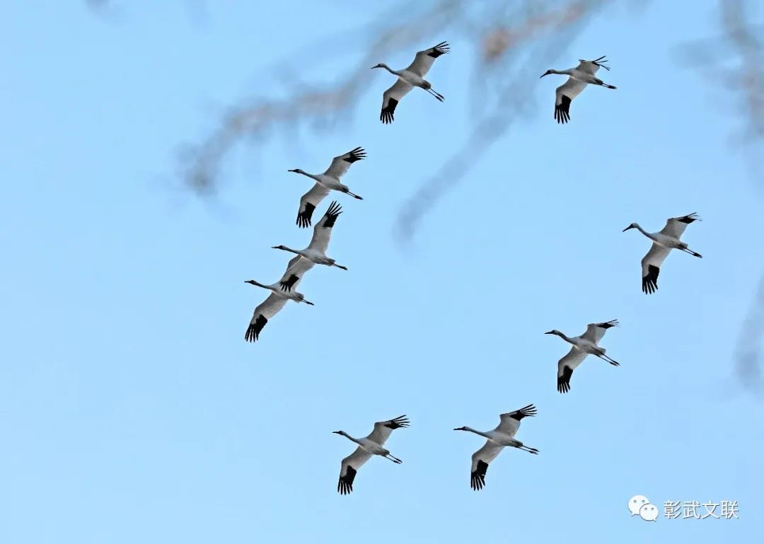 彰武风采——柳河鸿雁、旱改水工程5.jpg