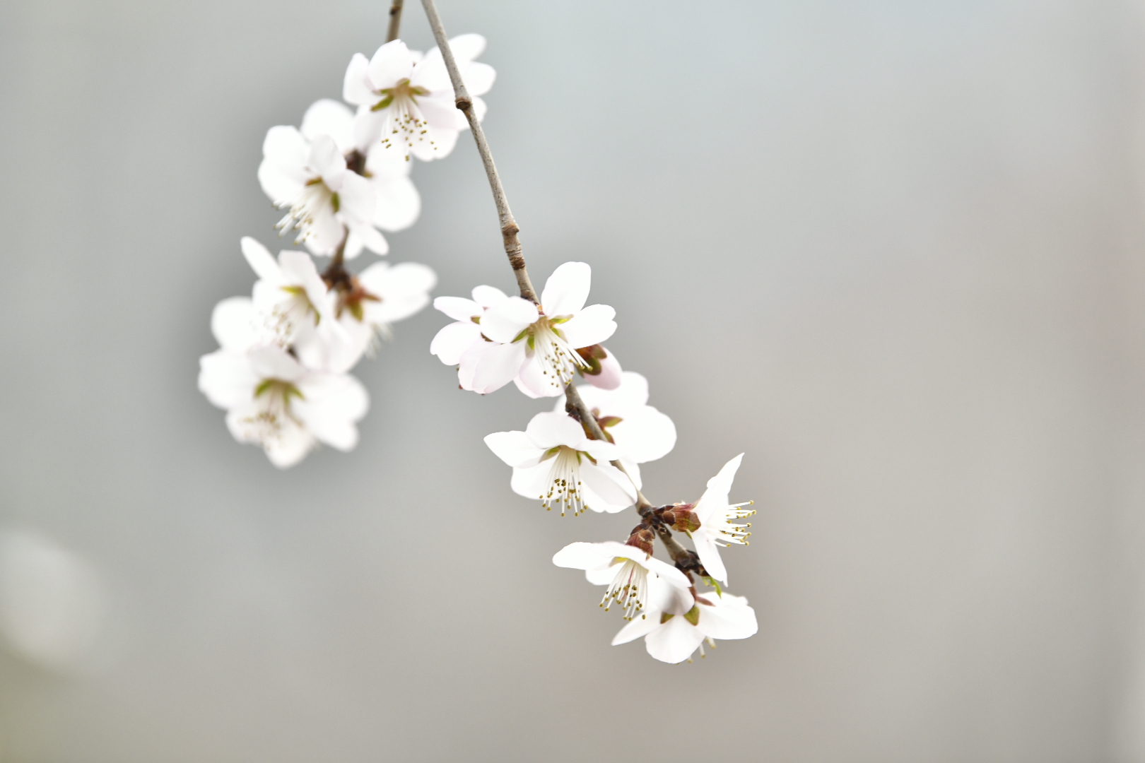 桃花朵朵开3.jpg