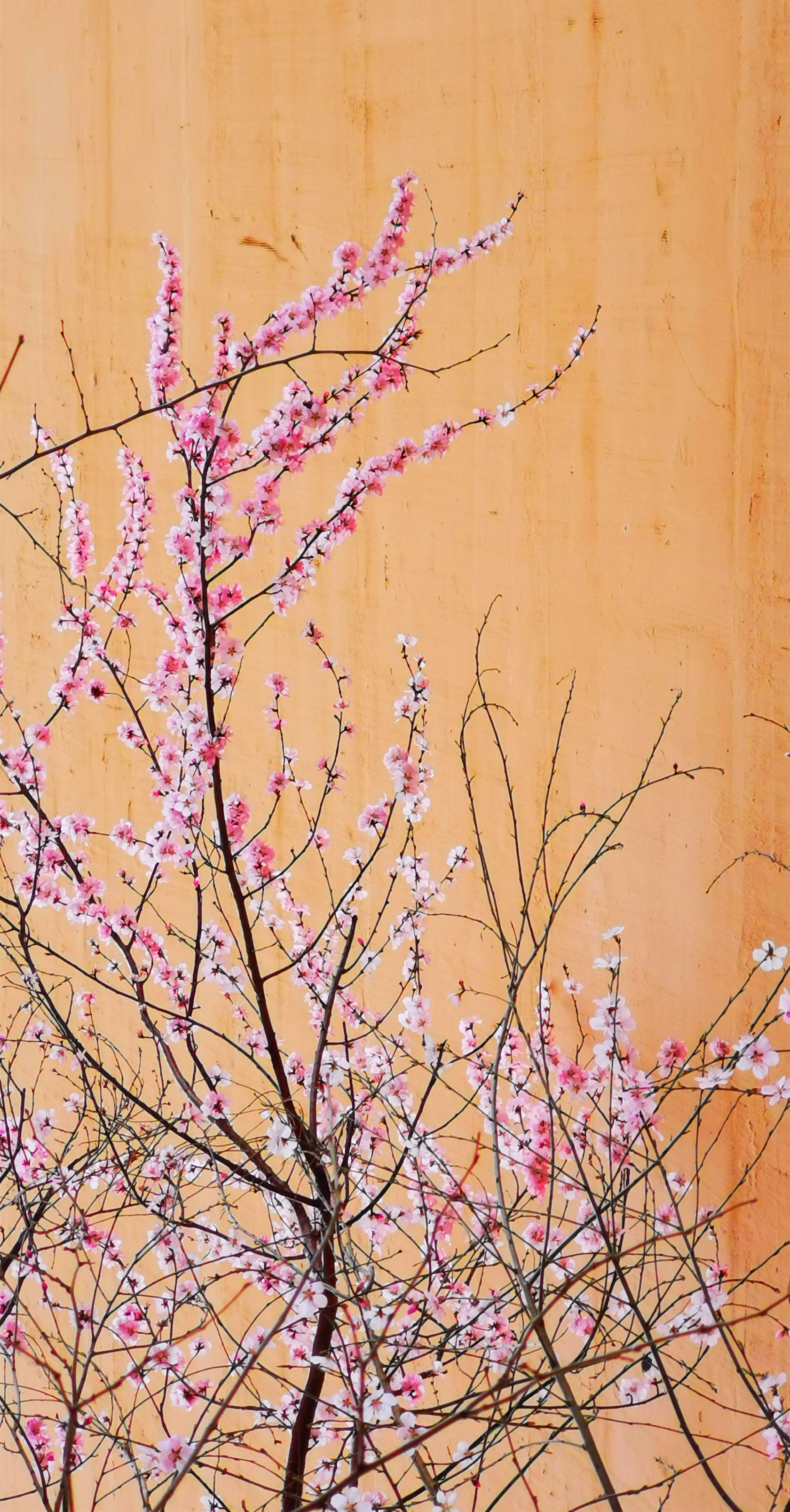 桃花朵朵开4.jpg