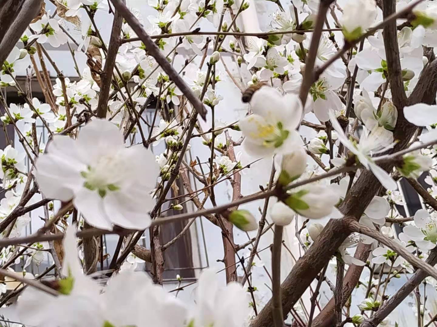 桃花朵朵开5.jpg