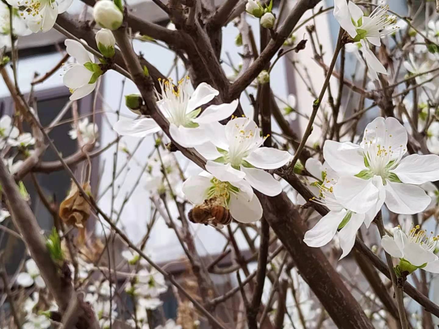 桃花朵朵开7.jpg
