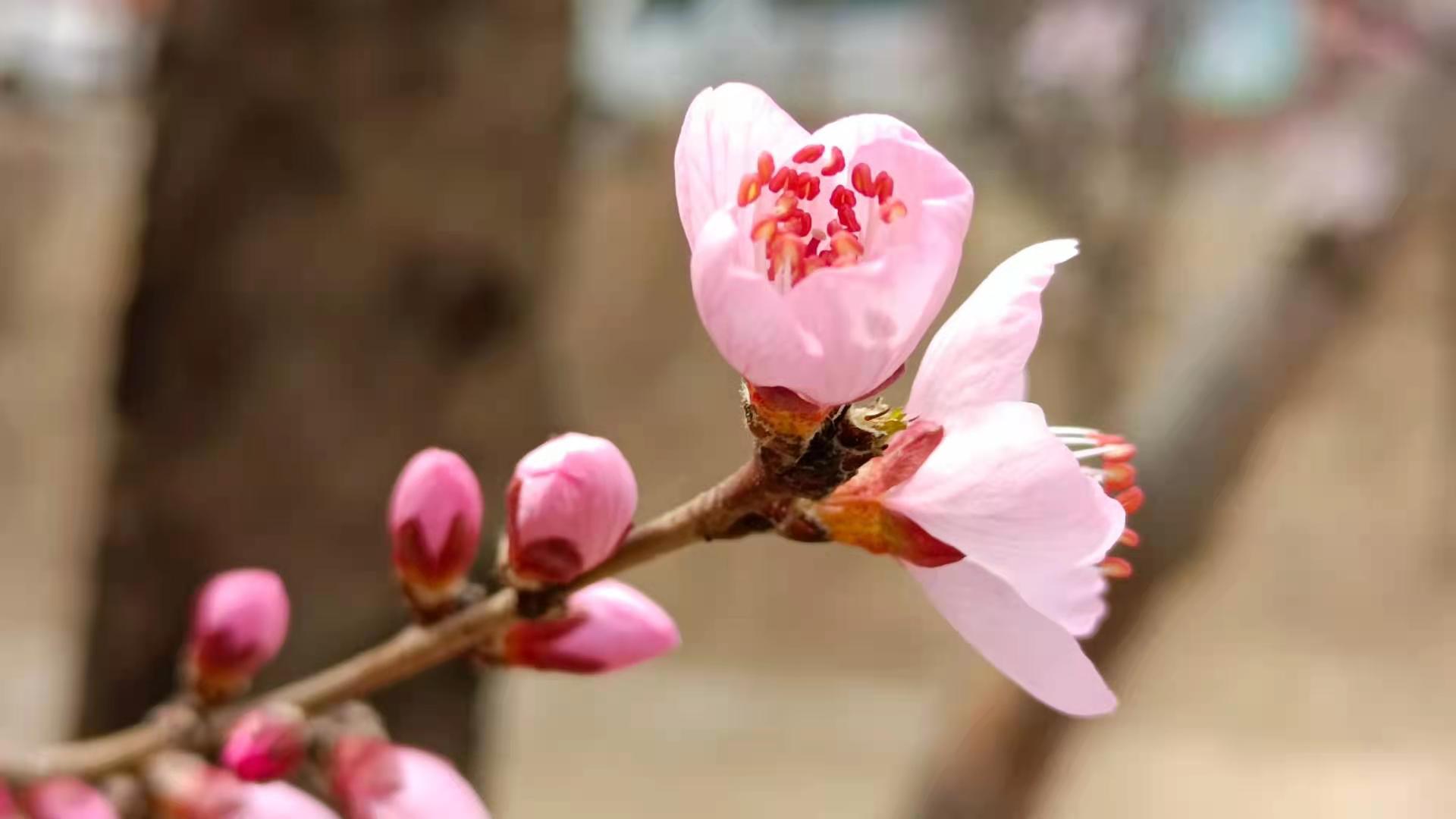桃花朵朵开8.jpg