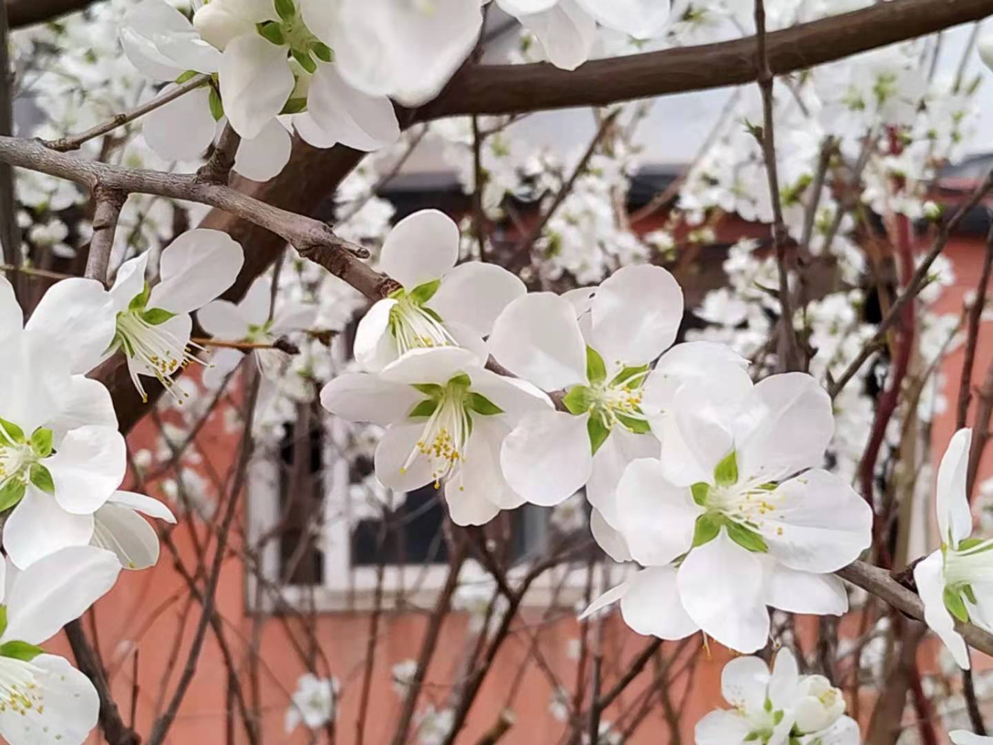 桃花朵朵开9.jpg