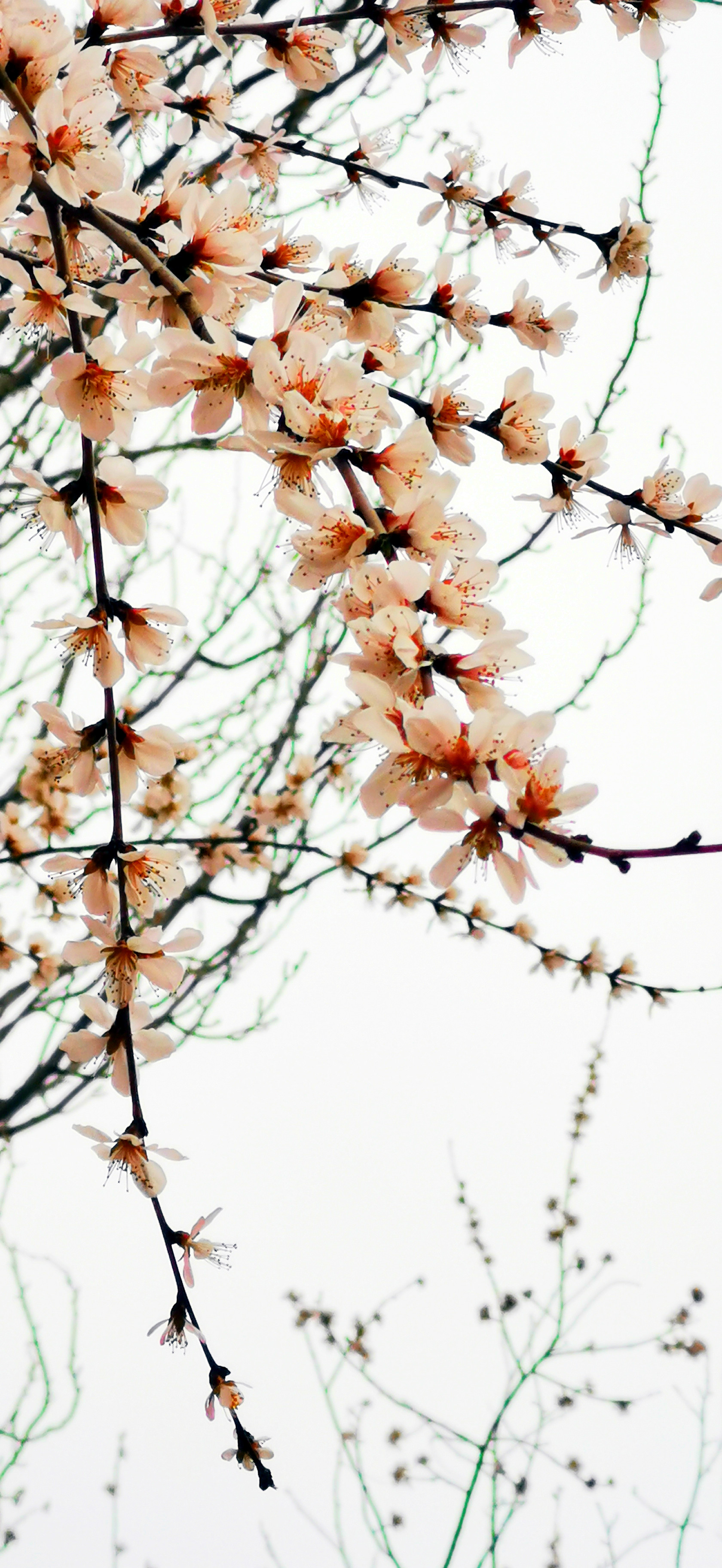 桃花朵朵开10.jpg